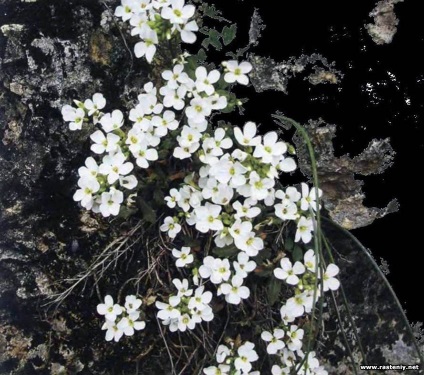 Cu flori albe - plante și flori