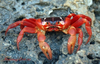 Migrația sezonieră a crabiilor roșii de pe Insula de Crăciun în Australia