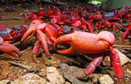 Migrația sezonieră a crabiilor roșii de pe Insula de Crăciun în Australia