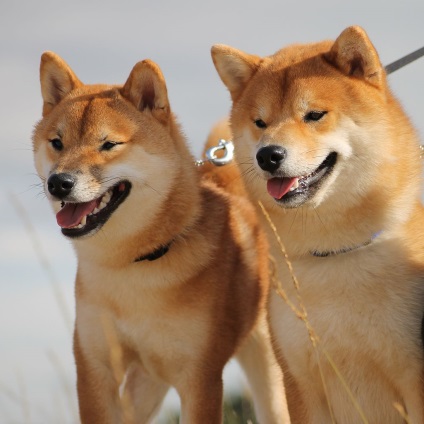 Shiba Inu fotografii ale rasei de câini Siba Inu