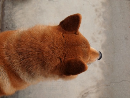 Shiba Inu fotografii ale rasei de câini Siba Inu