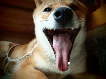 Shiba Inu fotografii ale rasei de câini Siba Inu