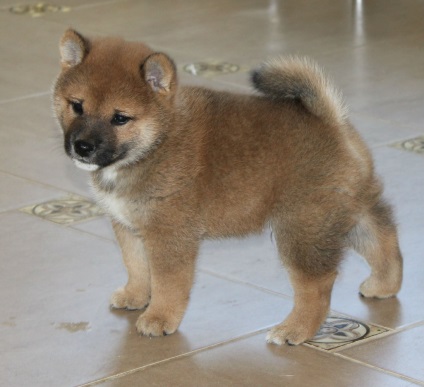 Shiba Inu fotografii ale rasei de câini Siba Inu