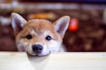 Shiba Inu fotografii ale rasei de câini Siba Inu