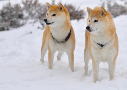 Shiba Inu képek a kutyafajta Siba Inu