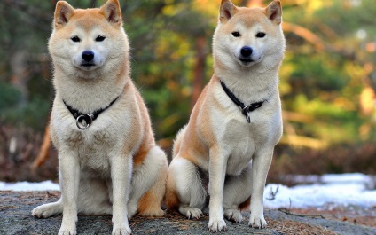 Shiba Inu fotografii ale rasei de câini Siba Inu