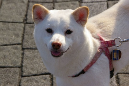 Shiba Inu fotografii ale rasei de câini Siba Inu