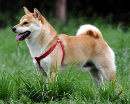 Shiba Inu fotografii ale rasei de câini Siba Inu