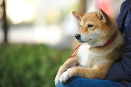 Shiba Inu képek a kutyafajta Siba Inu