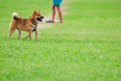 Shiba Inu fotografii ale rasei de câini Siba Inu