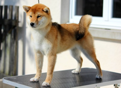 Shiba Inu fotografii ale rasei de câini Siba Inu