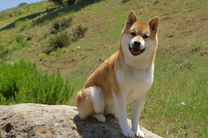 Shiba Inu fotografii ale rasei de câini Siba Inu