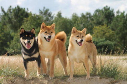 Shiba Inu fotografii ale rasei de câini Siba Inu