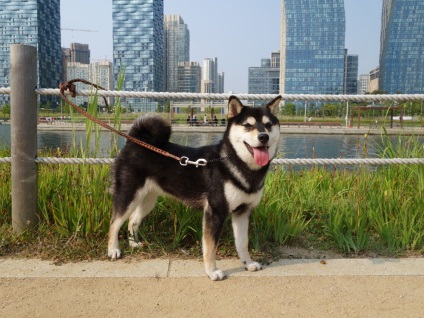 Shiba Inu fotografii ale rasei de câini Siba Inu