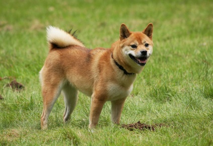 Shiba Inu fotografii ale rasei de câini Siba Inu