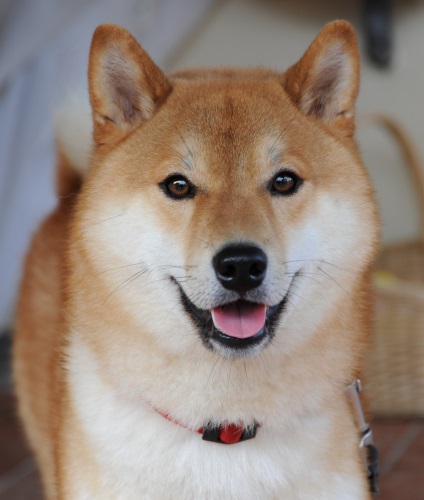 Shiba Inu fotografii ale rasei de câini Siba Inu