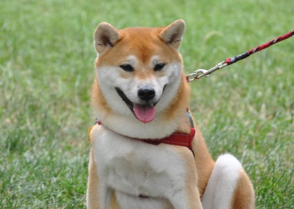 Shiba Inu fotografii ale rasei de câini Siba Inu