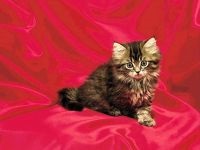 Szibériai macska fotó, szibériai macskatáplálás a szibériai macskáknak, cica táplálék helye