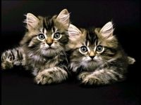 Fotografia de pisică din Siberia, hrănirea de pisici din Siberia pentru pisicile din Siberia, locul de hrănire al pisicilor