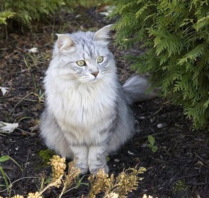 Fotografia de pisică din Siberia, hrănirea de pisici din Siberia pentru pisicile din Siberia, locul de hrănire al pisicilor
