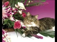 Szibériai macska fotó, szibériai macskatáplálás a szibériai macskáknak, cica táplálék helye