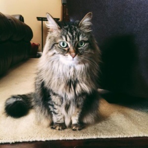 Szibériai macska, fajta leírása fotóval, jellegével, árával