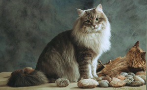 Pisica siberiana, descrierea rasei cu fotografie, caracter, pret
