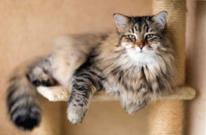 Szibériai macska, fajta leírása fotóval, jellegével, árával