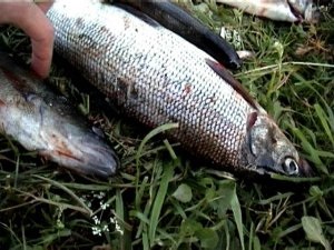 Whitefish sau grayling