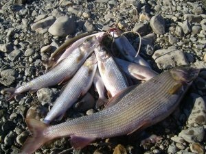 Whitefish sau grayling