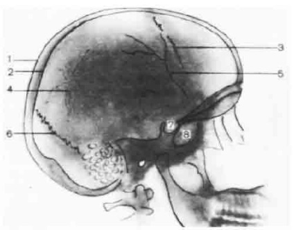 O fotografie de craniu în proiecția laterală (imagine informativă) - cap - tehnică și tehnică de obținere