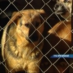 Câine - un scandal în gâscă-cristal - sunați la emisiunea TV și știri despre regiunea Vladimir