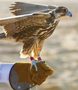 Falconry - o vizită care merită văzută, 