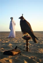 Falconry - o vizită care merită văzută, 