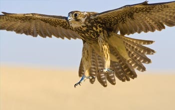 Falconry - o vizită care merită văzută, 