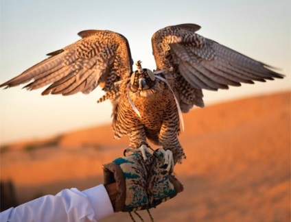 Falconry - o vizită care merită văzută, 