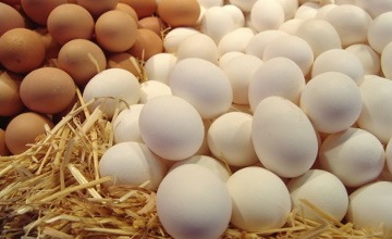 Ingrediente de ouă de pui, valoare nutritivă, proprietăți dăunătoare ale ouălor de pui, marcarea și selecția ouălor de pui