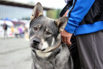 Elismerték, melyik kutya a legnépszerűbb Finnországban (fénykép), állítja Petrozavodsk az újság
