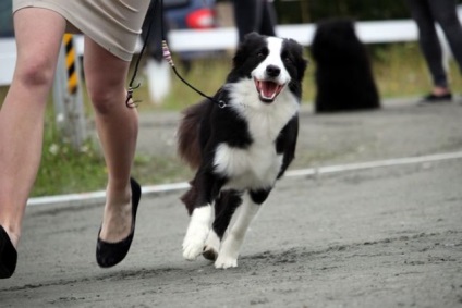 A devenit cunoscut care dintre câinii este cel mai popular în Finlanda (foto), spune Petrozavodsk, ziarul