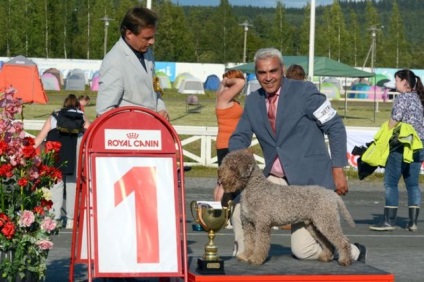 A devenit cunoscut care dintre câinii este cel mai popular în Finlanda (foto), spune Petrozavodsk, ziarul