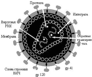 Structura HIV