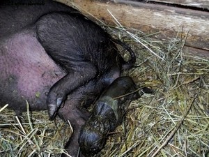 Terhesség vagy terhesség a koca, a szülés, hogyan kell szedni, hogy biztosítsák a feltételek kedvező