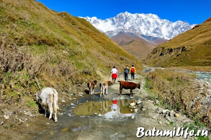 Svaneti și Mestia Atracții, fotografii, hartă