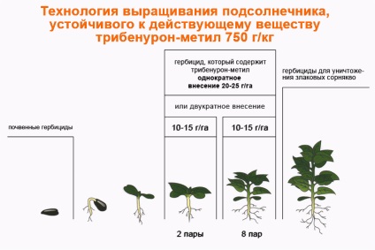 A kifejlett napraforgó technológiája a granstar agro-nika m