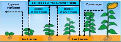 Tehnologie Sumo pentru cultivarea floarea-soarelui