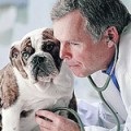 Tipuri de activitate nervoasă mai mare la câini, îngrijirea pisicilor și îngrijirea câinilor