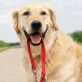 Tipuri de activitate nervoasă mai mare la câini, îngrijirea pisicilor și îngrijirea câinilor