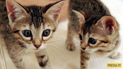 Top 10 cele mai scumpe rase de pisici din lume (10 fotografii), iad