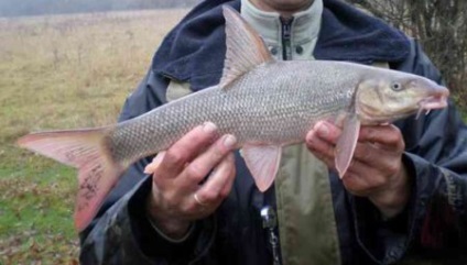 Trophy horgászat a csali