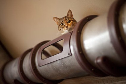 Tunele pentru pisici